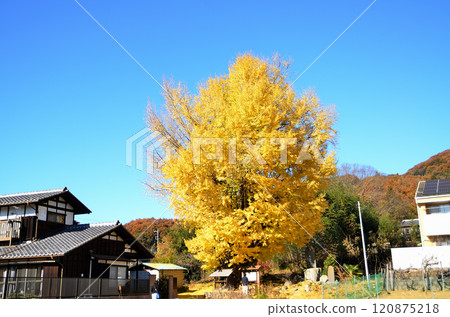 The golden ginkgo tree of Kunigami, Minano-machi, Saitama Prefecture 120875218