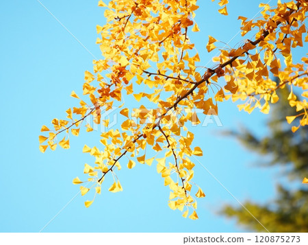 Ginkgo leaves shining against the blue sky 120875273