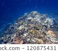 八重橋的珊瑚礁和瀨魚群 120875431
