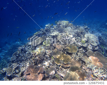 Coral reefs and a school of dwarf wrasses at Yaebishi Coral reefs and a school of dwarf wrasses at Yaebishi 120875431