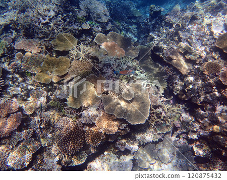 Yae dune coral reef Yae dune coral reef 120875432