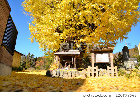 The golden ginkgo tree of Kunigami, Minano-machi, Saitama Prefecture The golden ginkgo tree of Kunigami, Minano-machi, Saitama Prefecture 120875565