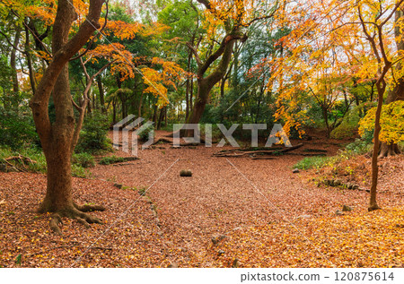 下鴨神社的秋天 120875614