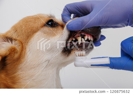 Corgi dog receiving dental care with teeth brushing by a person wearing blue gloves Corgi dog receiving dental care with teeth brushing by a person wearing blue gloves 120875632