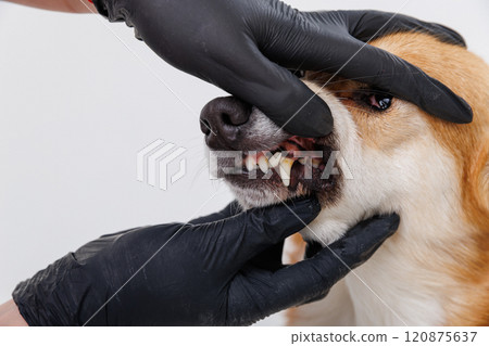 Veterinarian examining a dog's teeth and mouth during a health checkup 120875637