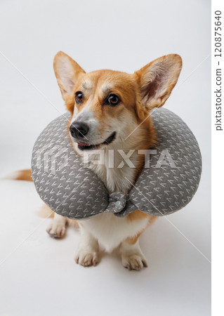 Adorable dog wearing a soft neck pillow, ready to relax 120875640