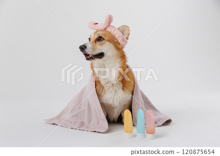 Cute dog with a towel and headband, ready for a spa day with beauty products for pets Cute dog with a towel and headband, ready for a spa day with beauty products for pets 120875654
