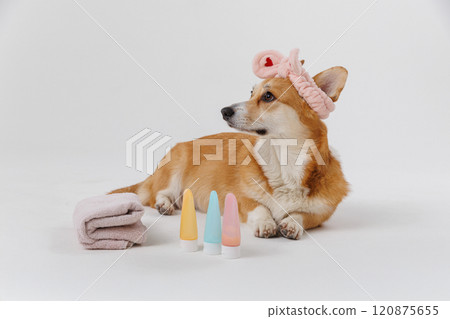 Cute dog with a towel and headband, ready for a spa day with beauty products for pets Cute dog with a towel and headband, ready for a spa day with beauty products for pets 120875655