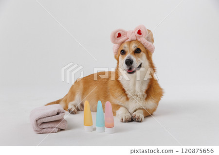 Grooming a dog's ear with black gloves during a veterinary checkup Grooming a dog's ear with black gloves during a veterinary checkup 120875656