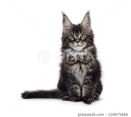 Maine Coon cat kitten on white background Maine Coon cat kitten on white background 120875666