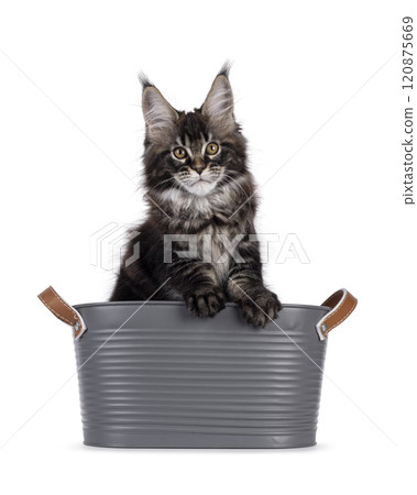 Maine Coon cat kitten on white background Maine Coon cat kitten on white background 120875669