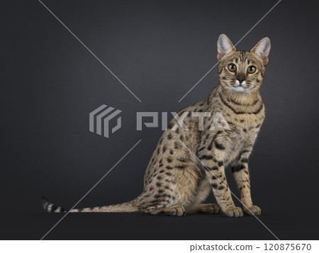 Savannah F7 cat on black background Savannah F7 cat on black background 120875670