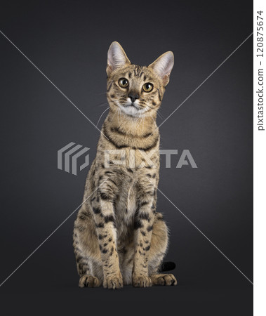Savannah F7 cat on black background Savannah F7 cat on black background 120875674