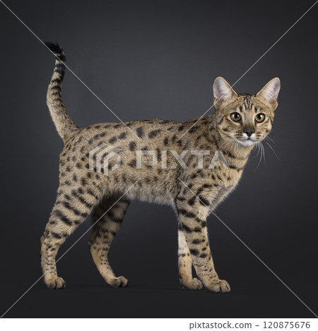 Savannah F7 cat on black background 120875676