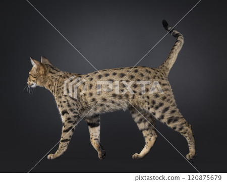 Savannah F7 cat on black background 120875679