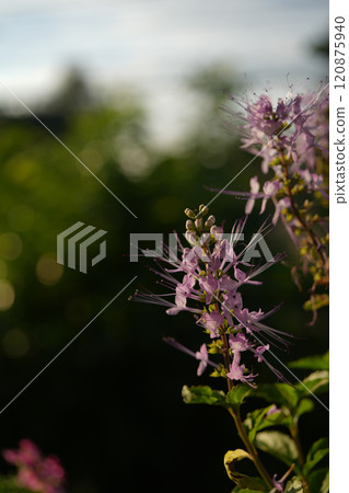Orthosiphon aristatus, cat's whiskers or Java tea. Orthosiphon aristatus, cat's whiskers or Java tea. 120875940
