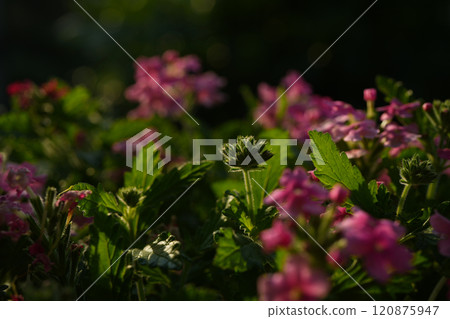 Pink Verbena bud flowers closeup Pink Verbena bud flowers closeup 120875947