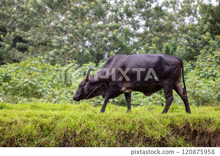 American Brahman, beef cattle. Refugio de Vida Silvestre Cano Negro American Brahman, beef cattle. Refugio de Vida Silvestre Cano Negro 120875958