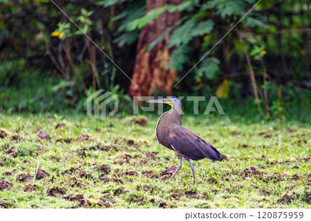 Bare-throated tiger heron - Tigrisoma mexicanum. River Rio Bebedero, Refugio de Vida Silvestre Cano Negro, Costa Rica wildlife Bare-throated tiger heron - Tigrisoma mexicanum. River Rio Bebedero, Refugio de Vida Silvestre Cano Negro, Costa Rica wildlife 120875959