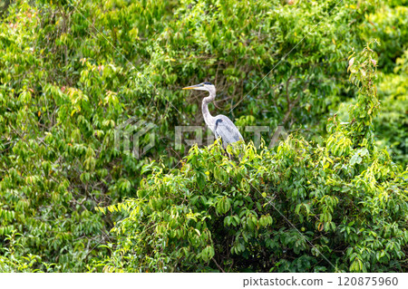 Great blue heron - Ardea herodias with Hypostomus plecostomu in beak, Costa Rica Great blue heron - Ardea herodias with Hypostomus plecostomu in beak, Costa Rica 120875960