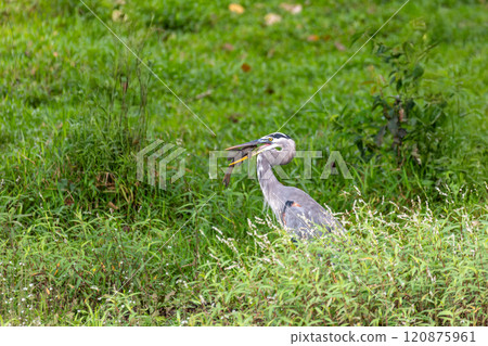Great blue heron - Ardea herodias with Hypostomus plecostomu in beak, Costa Rica Great blue heron - Ardea herodias with Hypostomus plecostomu in beak, Costa Rica 120875961