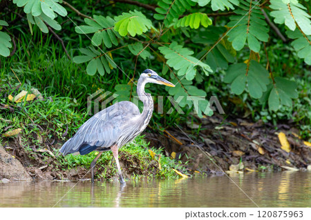 Great blue heron - Ardea herodias with Hypostomus plecostomu in beak, Costa Rica Great blue heron - Ardea herodias with Hypostomus plecostomu in beak, Costa Rica 120875963