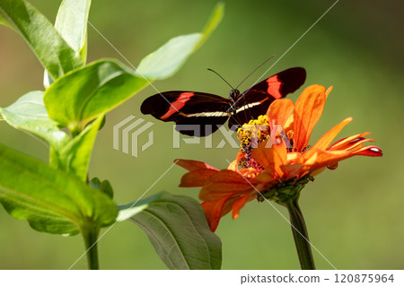 Heliconius erato cruentus butterfly, Refugio de Vida Silvestre Cano Negro, Costa Rica Wildlife 120875964