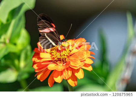 Heliconius erato cruentus butterfly, Refugio de Vida Silvestre Cano Negro, Costa Rica Wildlife 120875965