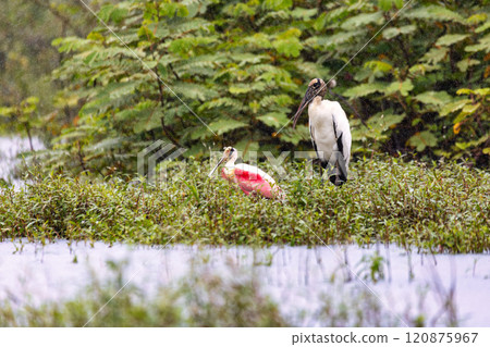 Wood stork - Mycteria americana. Refugio de Vida Silvestre Cano Negro, Wildlife and bird watching in Costa Rica. Wood stork - Mycteria americana. Refugio de Vida Silvestre Cano Negro, Wildlife and bird watching in Costa Rica. 120875967