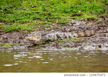Spectacled caiman, Caiman crocodilus Cano Negro, Costa Rica. Spectacled caiman, Caiman crocodilus Cano Negro, Costa Rica. 120875973