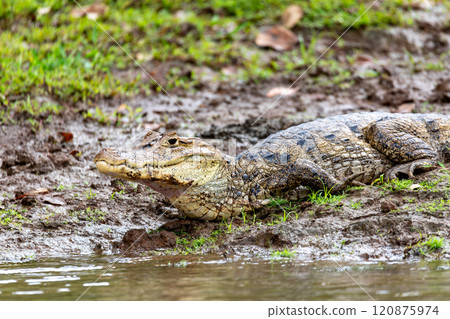 Spectacled caiman, Caiman crocodilus Cano Negro, Costa Rica. Spectacled caiman, Caiman crocodilus Cano Negro, Costa Rica. 120875974
