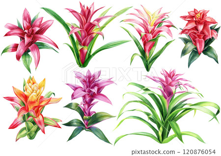 Beautiful tropical flowers watercolor, isolated on white, Summer exotic flowers. botanical tropic plants set. Guzmania Beautiful tropical flowers watercolor, isolated on white, Summer exotic flowers. botanical tropic plants set. Guzmania 120876054