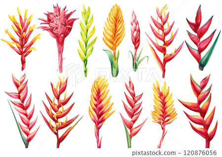Large set tropical flowers isolated hand-painted watercolor, vibrant botanical illustration for design, bromelia print 120876056
