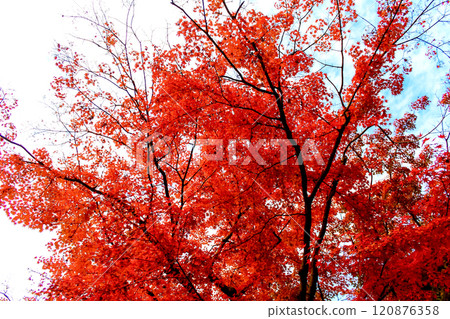 [Kanagawa] Late autumn in Kamakura: Vivid autumn leaves and blue skies in the grounds of Engakuji Temple 120876358