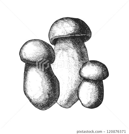 Trio of mushrooms in detailed black and white sketch with realistic shading Trio of mushrooms in detailed black and white sketch with realistic shading 120876371