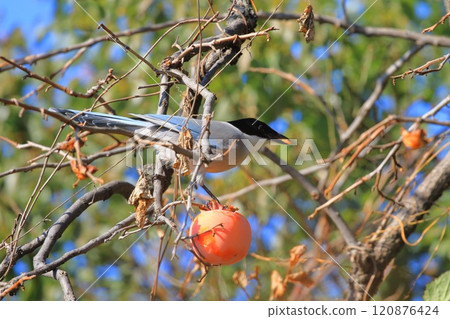 A blue-and-white magpie eating persimmons 120876424