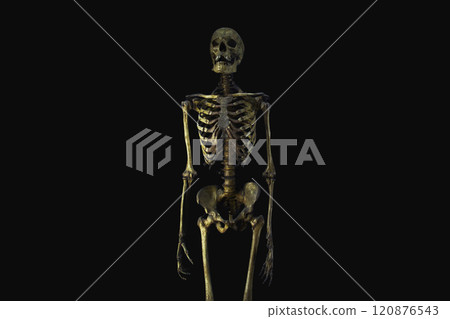 Human skeleton on a black background. Anatomy 120876543