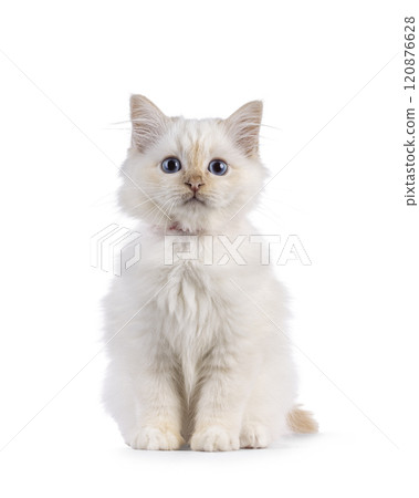 Sacred Birman cat kitten on white background Sacred Birman cat kitten on white background 120876628