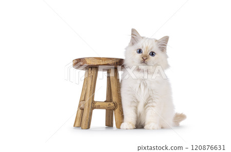 Sacred Birman cat kitten on white background 120876631