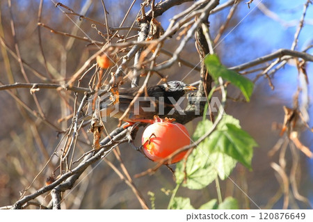 Mukudori picking persimmons 120876649