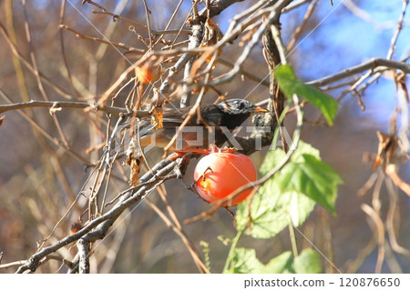 Mukudori picking persimmons 120876650