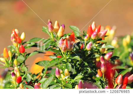 Colorful five-colored pepper 120876985