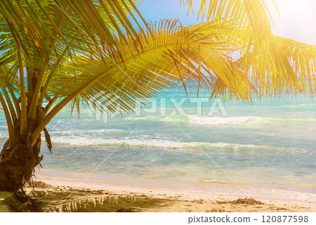 Tropical Caribbean beach, Dominican Republic 120877598
