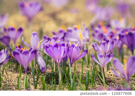 Spring crocus flowers, Easter background 120877606