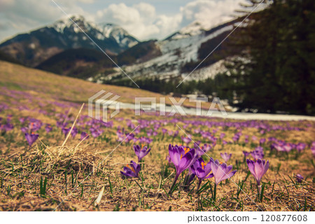 Dolina Chocholowska with blossoming purple crocuses or saffron flowers,Tatra mountains, Poland. 120877608