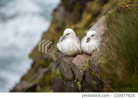 Couple of Northern Fulmar, Fulmarus glacialis birds sitting on the rock in Iceland at summer 120877628