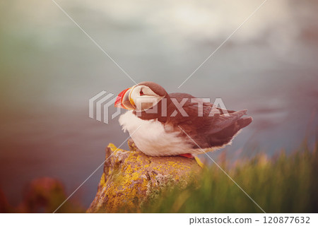 Single atlantic puffin in Iceland, animal outdoor background 120877632