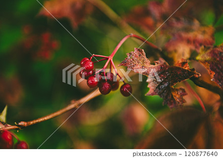 Red berries of viburnum in the wild Red berries of viburnum in the wild 120877640
