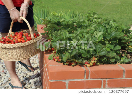 Picking fruits on strawberry field, Harvesting on strawberry farm, strawberry crop. Woman holding basket with strawberry. Agriculture and ecological fruit farming concept 120877697