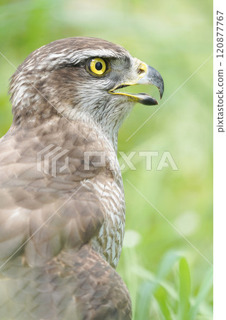 Wild falcon in nature. Wild falcon in nature. 120877767